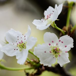 制服丝袜大香焦射
